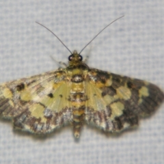 Eurrhyparodes bracteolalis (A Crambid moth (Spilomelinae)) by PJH123