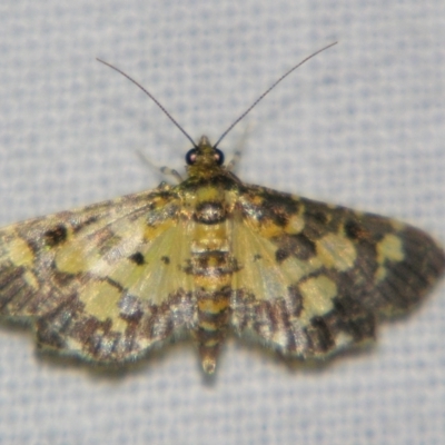 Eurrhyparodes bracteolalis (A Crambid moth (Spilomelinae)) by PJH123