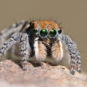 Maratus plumosus at Coree, ACT - 30 Sep 2023 10:30 AM