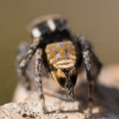 Maratus plumosus at Coree, ACT - 30 Sep 2023 10:30 AM