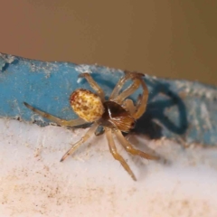 Unidentified Orb-weaving spider (several families) at Bruce, ACT - 22 Sep 2023 by ConBoekel
