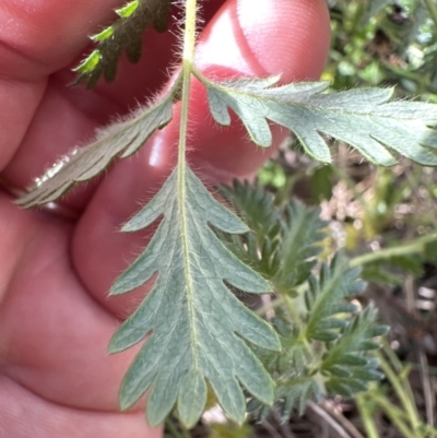 Acaena x ovina (Sheep's Burr) at Belconnen, ACT - 30 Sep 2023 by lbradley