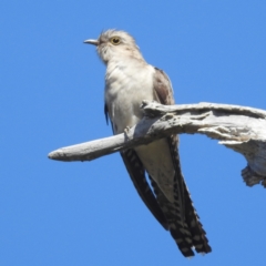 Cacomantis pallidus (Pallid Cuckoo) at Tuggeranong, ACT - 30 Sep 2023 by HelenCross