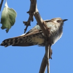 Chrysococcyx basalis at Tuggeranong, ACT - 30 Sep 2023