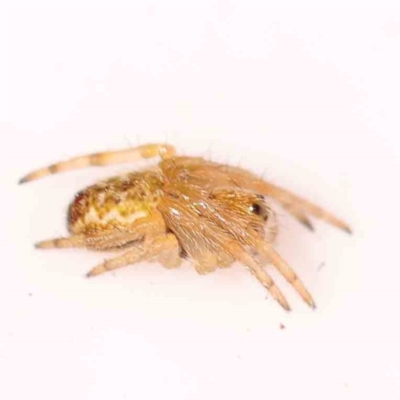 Araneinae (subfamily) (Orb weaver) at Bruce, ACT - 22 Sep 2023 by ConBoekel