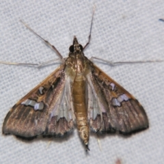 Unidentified Pyralid or Snout Moth (Pyralidae & Crambidae) at Good Night, QLD - 2 May 2009 by PJH123