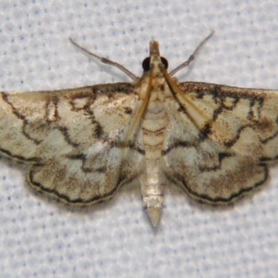 Unidentified Pyralid or Snout Moth (Pyralidae & Crambidae) at Good Night, QLD - 1 May 2009 by PJH123