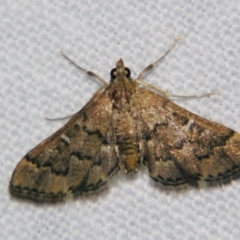 Unidentified Pyralid or Snout Moth (Pyralidae & Crambidae) at Good Night, QLD - 2 May 2009 by PJH123