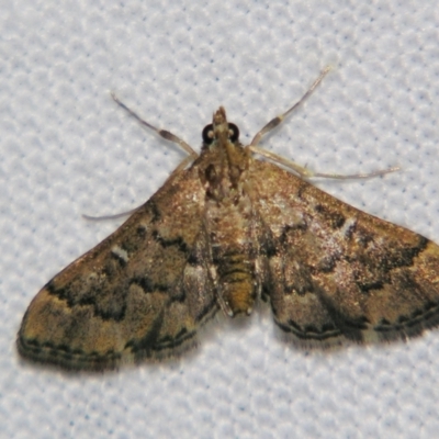 Nacoleia rhoeoalis (Spilomelinae) at Good Night, QLD - 2 May 2009 by PJH123
