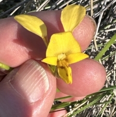 Diuris nigromontana (Black Mountain Leopard Orchid) at Cook, ACT - 30 Sep 2023 by lbradley