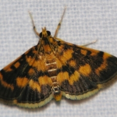 Omiodes diemenalis (Bean Leafroller) at Good Night, QLD - 1 May 2009 by PJH123