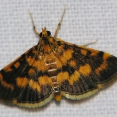 Unidentified Pyralid or Snout Moth (Pyralidae & Crambidae) at Good Night, QLD - 1 May 2009 by PJH123