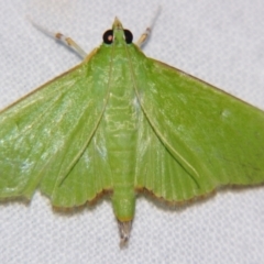 Parotis (genus) (A Crambid moth (Spilomelinae)) by PJH123
