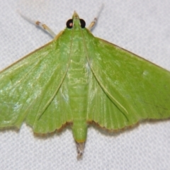 Unidentified Pyralid or Snout Moth (Pyralidae & Crambidae) at Good Night, QLD - 1 May 2009 by PJH123