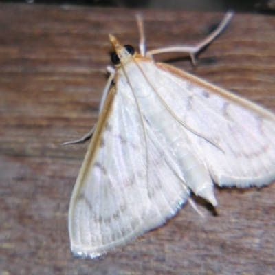 Unidentified Pyralid or Snout Moth (Pyralidae & Crambidae) at Good Night, QLD - 30 Sep 2023 by PJH123