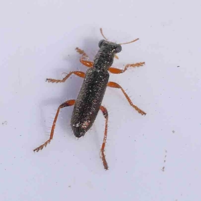 Lemidia subaenea (Clerid beetle) at Bruce Ridge to Gossan Hill - 22 Sep 2023 by ConBoekel