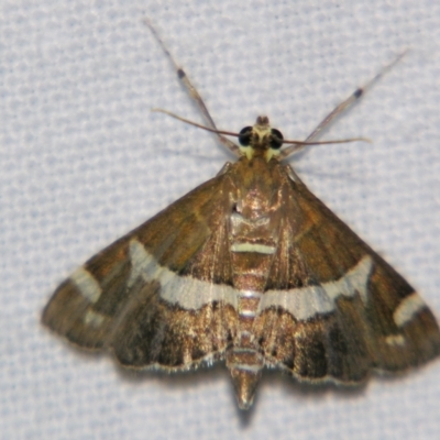 Unidentified Pyralid or Snout Moth (Pyralidae & Crambidae) at Good Night, QLD - 2 May 2009 by PJH123