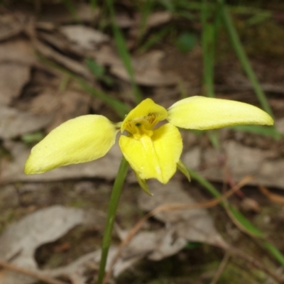 Diuris chryseopsis (Golden Moth) at Glenroy, NSW - 19 Sep 2023 by RobG1