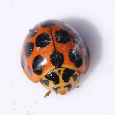 Harmonia conformis (Common Spotted Ladybird) at Aranda, ACT - 22 Sep 2023 by ConBoekel