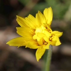 Microseris walteri (Yam Daisy, Murnong) at Bruce Ridge to Gossan Hill - 22 Sep 2023 by ConBoekel