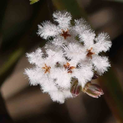 Leucopogon virgatus (Common Beard-heath) at Bruce Ridge to Gossan Hill - 22 Sep 2023 by ConBoekel