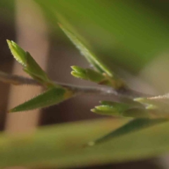 Leucopogon virgatus at Bruce, ACT - 22 Sep 2023