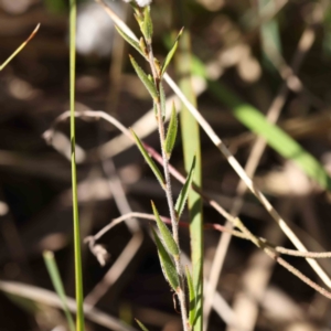 Leucopogon virgatus at Bruce, ACT - 22 Sep 2023 10:01 AM