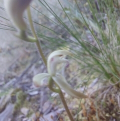 Caladenia sp. (A Caladenia) at Canberra Central, ACT - 30 Sep 2023 by Venture