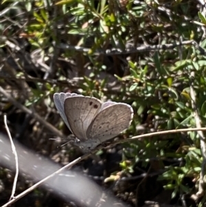 Erina hyacinthina at Jerrabomberra, NSW - 30 Sep 2023 03:18 PM