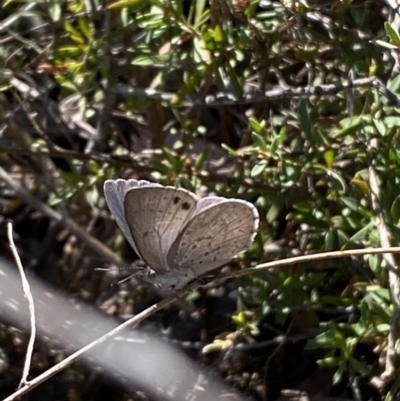 Erina hyacinthina (Varied Dusky-blue) at Jerrabomberra, NSW - 30 Sep 2023 by Steve_Bok