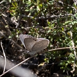 Erina hyacinthina at Jerrabomberra, NSW - 30 Sep 2023 03:18 PM