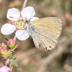 Nacaduba biocellata (Two-spotted Line-Blue) at Mount Jerrabomberra - 30 Sep 2023 by Steve_Bok