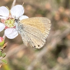 Nacaduba biocellata at Jerrabomberra, NSW - 30 Sep 2023