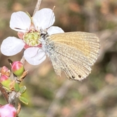 Nacaduba biocellata at Jerrabomberra, NSW - 30 Sep 2023