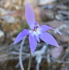 Glossodia major (Wax Lip Orchid) at Mount Jerrabomberra QP - 30 Sep 2023 by Steve_Bok