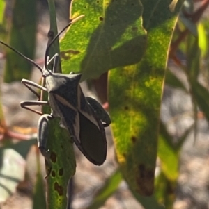 Mictis profana at Karabar, NSW - 30 Sep 2023