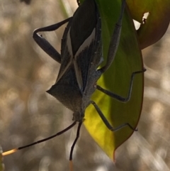 Mictis profana at Karabar, NSW - 30 Sep 2023