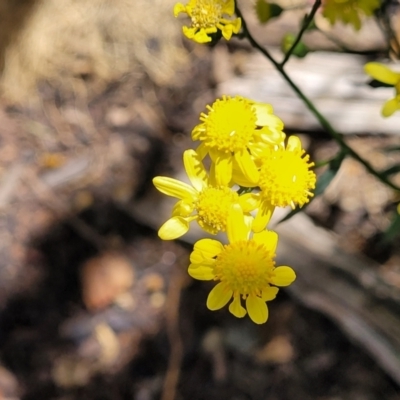 Senecio madagascariensis (Madagascan Fireweed, Fireweed) at City Renewal Authority Area - 30 Sep 2023 by trevorpreston