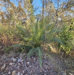 Macrozamia communis (Burrawang) at Deua River Valley, NSW - 30 Sep 2023 by Csteele4