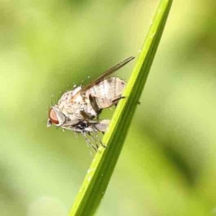 Muscidae (family) (Unidentified muscid fly) at Turner, ACT - 24 Sep 2023 by ConBoekel