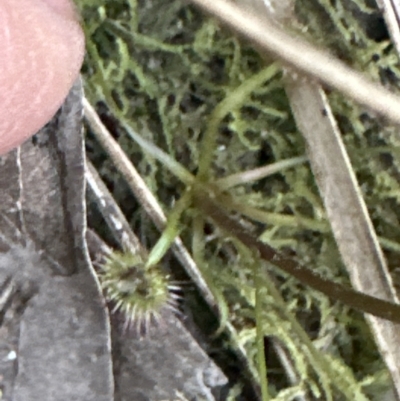 Drosera auriculata (Tall Sundew) at Belconnen, ACT - 30 Sep 2023 by lbradley