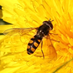 Melangyna viridiceps (Hover fly) at Turner, ACT - 24 Sep 2023 by ConBoekel