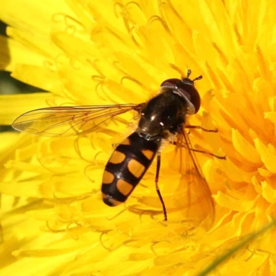 Melangyna viridiceps (Hover fly) at City Renewal Authority Area - 24 Sep 2023 by ConBoekel