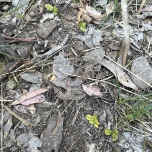 Pterostylis sp. at Aranda, ACT - 30 Sep 2023