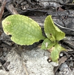 Pterostylis sp. at Aranda, ACT - 30 Sep 2023