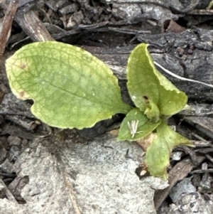 Pterostylis sp. at Aranda, ACT - 30 Sep 2023