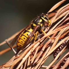 Vespula germanica (European wasp) at Turner, ACT - 24 Sep 2023 by ConBoekel