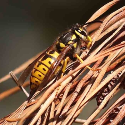 Vespula germanica (European wasp) at Turner, ACT - 24 Sep 2023 by ConBoekel