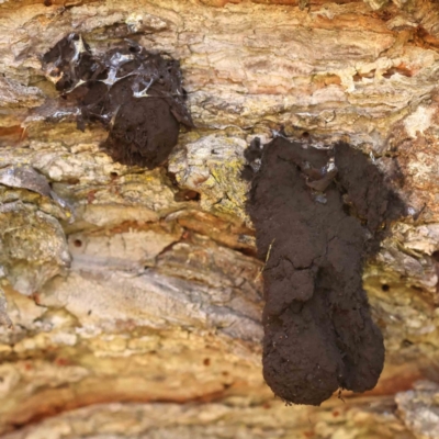 Unidentified Fungal galls, other rusts, leaf spots, etc at Turner, ACT - 24 Sep 2023 by ConBoekel