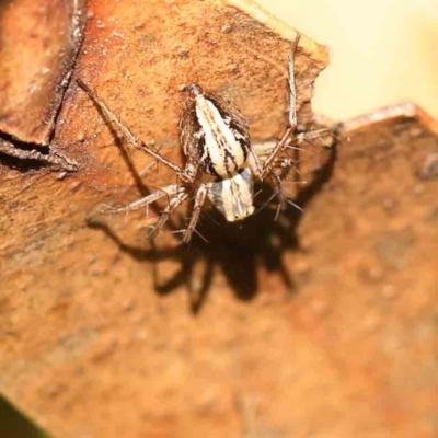 Oxyopes (genus) (Lynx spider) at Sullivans Creek, Turner - 24 Sep 2023 by ConBoekel